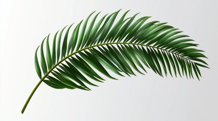 Fototapeta premium Tropical Palm Leaf Isolated on White