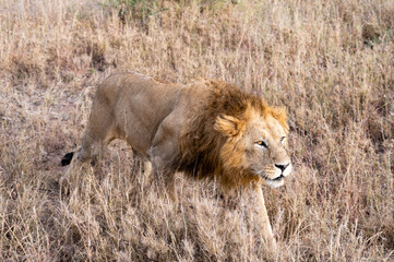 Concentration before the hunt, Serengeti National Park