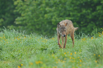 Wilk szary, wilk (Canis lupus) © Bartosz Rakoczy