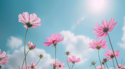 Naklejka premium Rows of delicate pink cosmos flowers swaying gently in the breeze against a backdrop of a brilliant blue sky