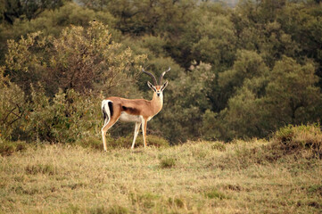 antelope standing in the savanna © Helle