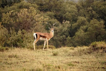  antelope standing in the savanna © Amanda