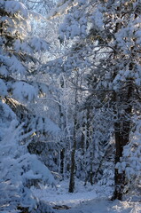 snow covered trees in winter