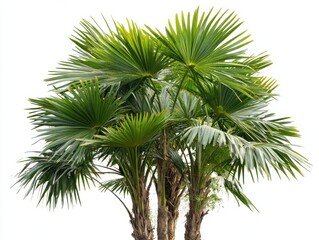 A close-up of a lush palm tree with green fronds against a white background.
