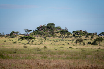 Obraz premium The savannah, Serengeti National Park
