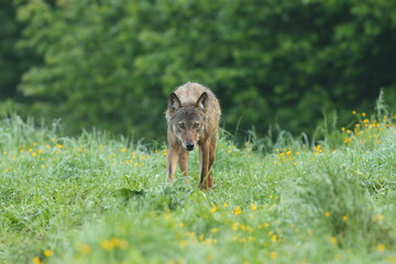 Wilk szary, wilk (Canis lupus) © Bartosz Rakoczy