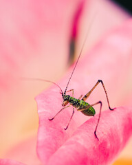 Grasshopper on flower