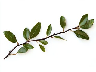 A close-up of a branch with vibrant green leaves against a white background.