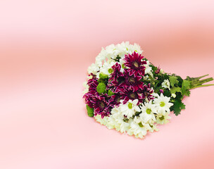 chrysanthemums on a pink background