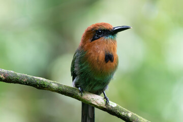 Broad-billed Motmot (Electron platyrhynchum)
