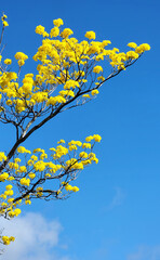 Guayacan Tree flowering agaisnt a deep blue sky