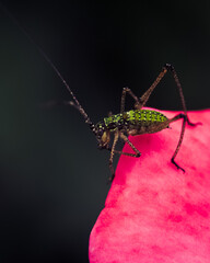 Grasshopper on a flower