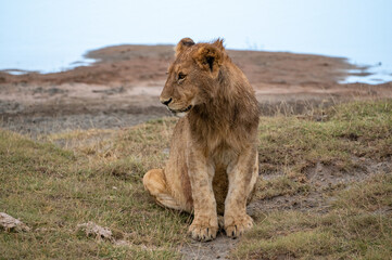 Baby lion, Serengeti National Park