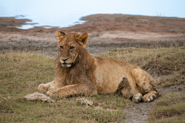 Baby lion, Serengeti National Park