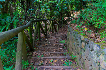 FLORESTA VERDEJANTE