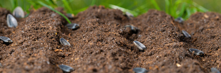 Gardening close-up: Hand planting seeds into fresh soil.
