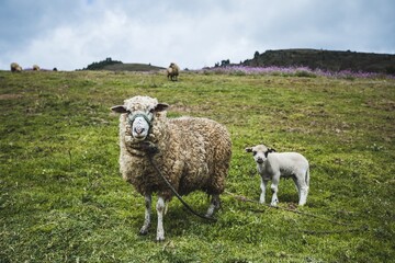 Rustic Charm: Woolly Sheep and her baby in Scenic Colombian Countryside