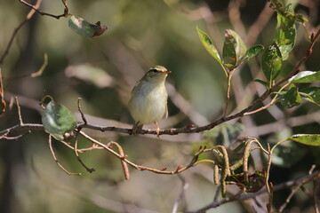 Japanese Bush Warbler that rarely comes out of the bush and stops at a branch