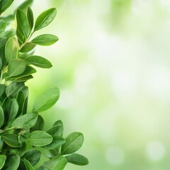 A close-up of vibrant green leaves against a soft, blurred green background, evoking a fresh and natural atmosphere.
