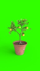 lemon tree with green background