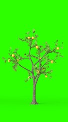 Obraz premium lemon tree with green background