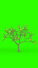 Obraz premium lemon tree with green background