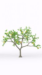Obraz premium lemon tree with white background