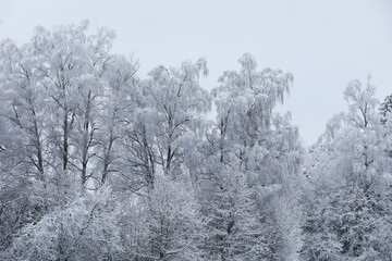 Winter snowy frosty landscape. The forest is covered with snow. Frost and fog in the park.