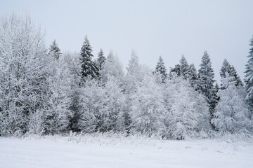 Winter snowy frosty landscape. The forest is covered with snow. Frost and fog in the park.