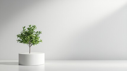 Obraz premium A minimalistic indoor scene featuring a small green plant in a white pot against a light wall.