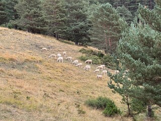Pastos del pirineo