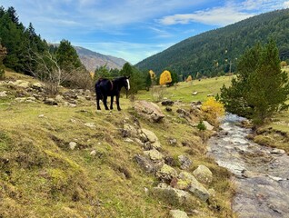 Ganado de montaña en Pirineos