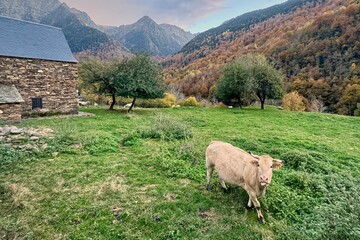 Ganado de montaña en Pirineos