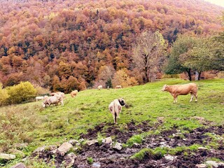 Ganado de montaña en Pirineos
