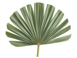 A single, green palm leaf isolated on a white background.