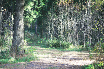 city park without people on an autumn day, bright rays of the sun shine through the crowns of maple...
