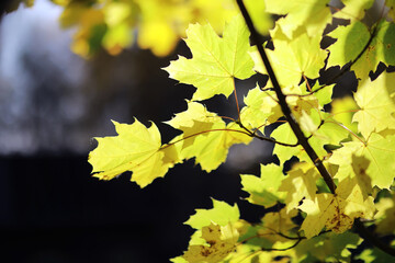 Beautiful autumn park. Russian North. Autumn trees and leaves. Autumn Landscape.Park in Autumn. Forest in Autumn.