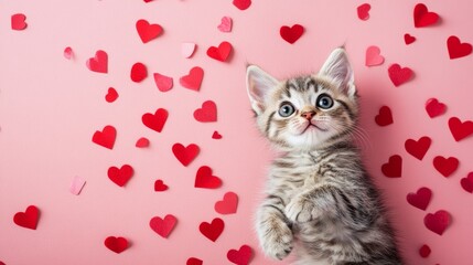 cat on pink background with hearts. Valentine's day concept