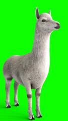 alpaca with green background
