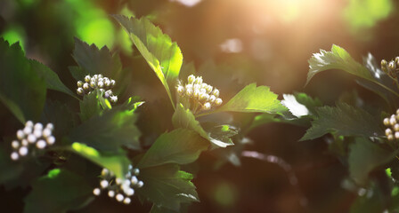 The first flowers against the background of green spring. Spring bloom.