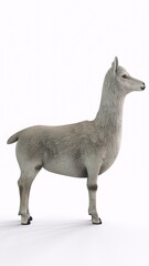 alpaca with white background