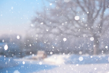 Blurred snow background. Winter landscape. Trees and plants covered with snow.