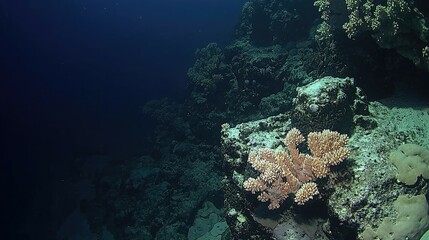 Fototapeta premium Underwater coral reef with a pink coral.