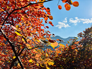 Autumn season in Beijing china, yellow flowers and leaves with blue sky and amazing view of leaves and trees 