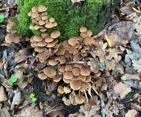 Brown inedible mushrooms grow on a decomposing log covered with green moss among fallen leaves.