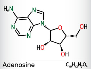 Fototapeta premium Adenosine ribonucleoside molecule. Skeletal chemical formula of nucleoside. Vector