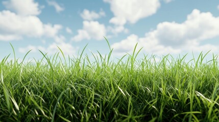 Fototapeta premium Green Grass Field Under Blue Sky