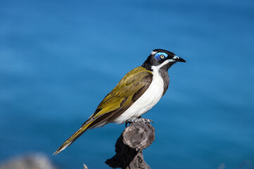 Perched Bird