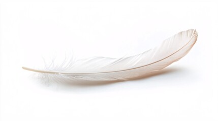Obraz premium A Single White Feather: A Study in Lightness and Grace
