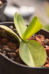 New orchid leaf sprouting in garden. Elegant orchid plant with healthy green leaves. Orchid plant...